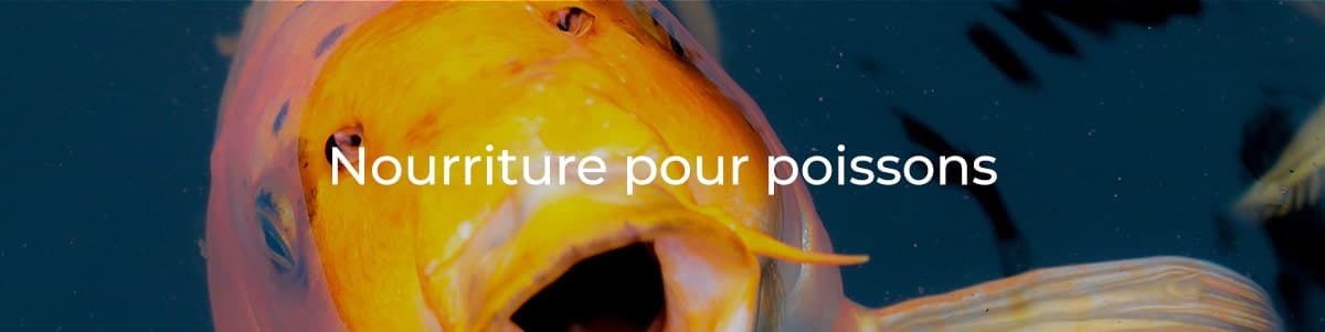 nourriture-poissons-min